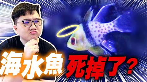 魚死掉要撈起來嗎|魚死了，水壞了，怎麼辦？